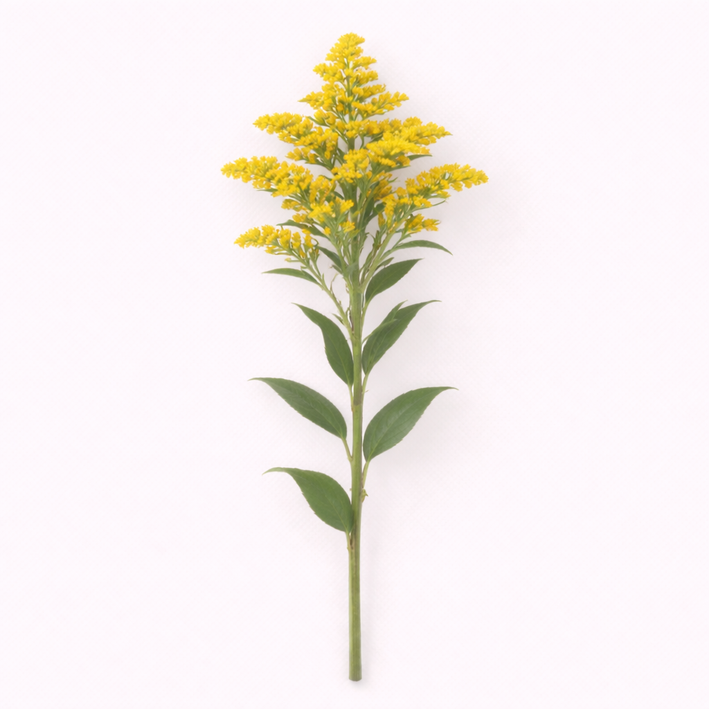 Solidago