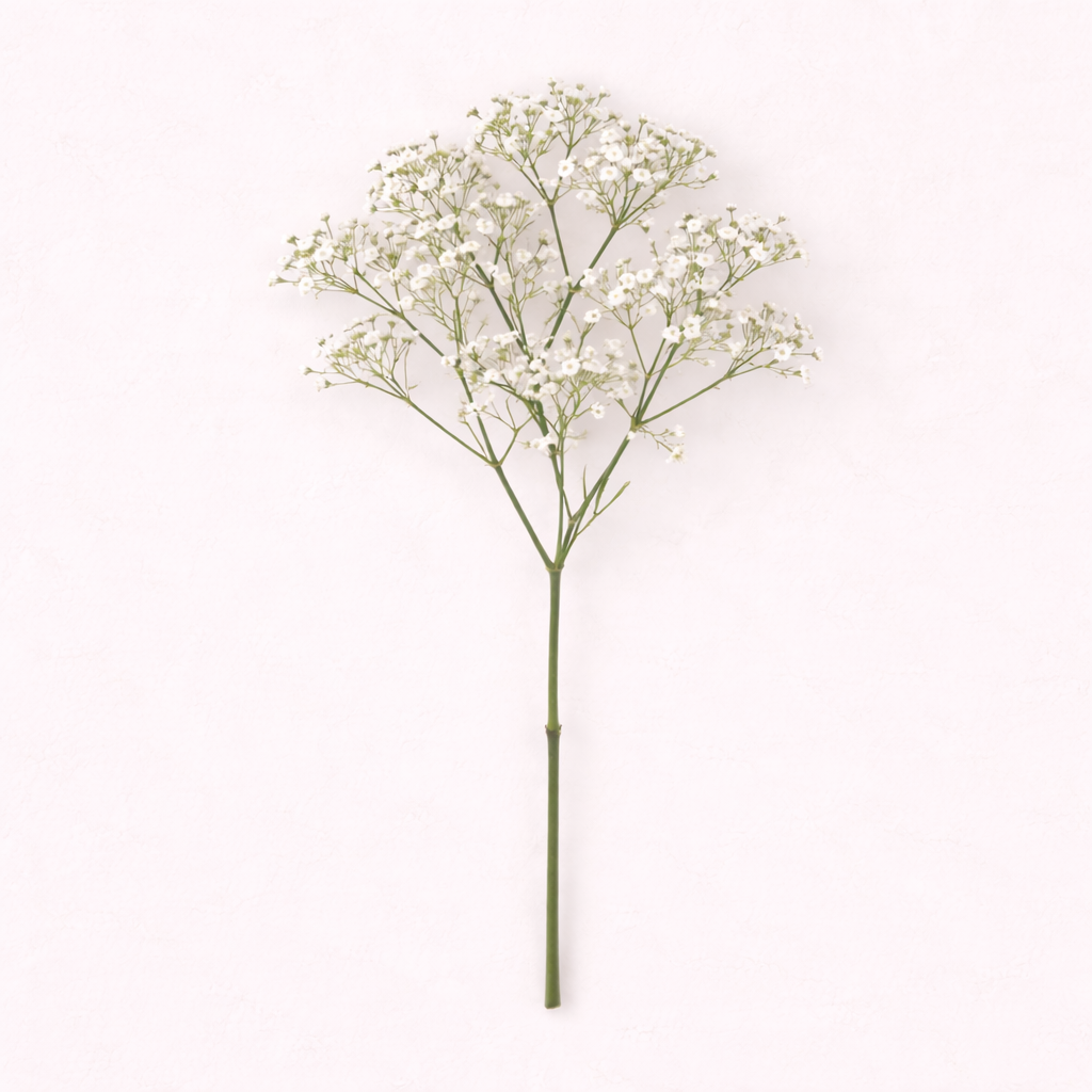 Baby's Breath